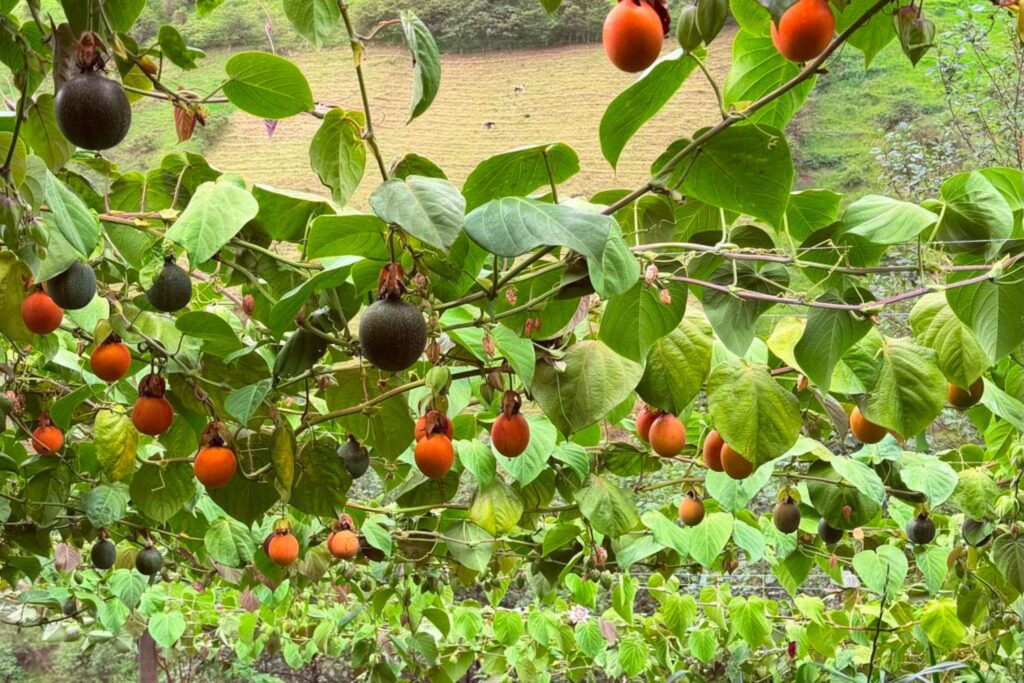 De la Huerta a la Oficina: El Proceso que Garantiza la Mejor Fruta Fresca para las Empresas